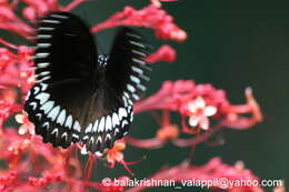 Image of Malabar Raven