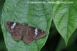 Celaenorrhinus leucocera Kollar 1848 resmi