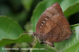 Plancia ëd Arhopala centaurus (Fabricius 1775)