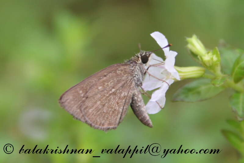 Image of Pygmy Scrub-hopper