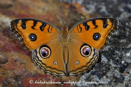 Plancia ëd Junonia almana Linnaeus 1758