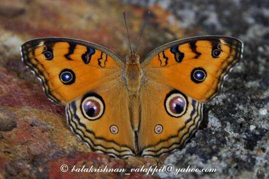 Plancia ëd Junonia almana Linnaeus 1758