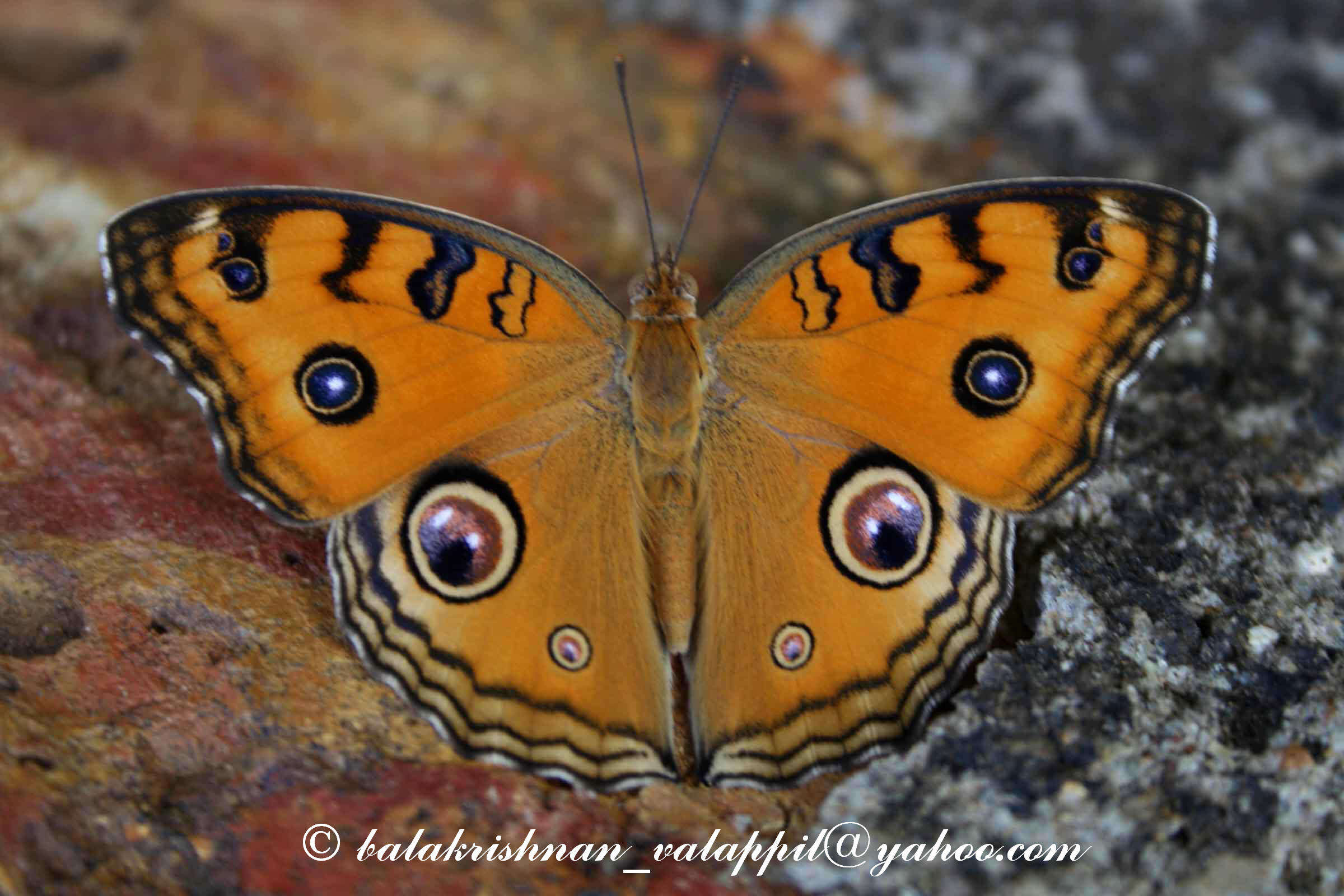 Plancia ëd Junonia almana Linnaeus 1758