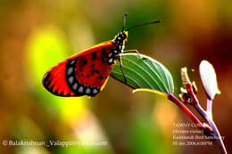 Image of Acraea terpsicore