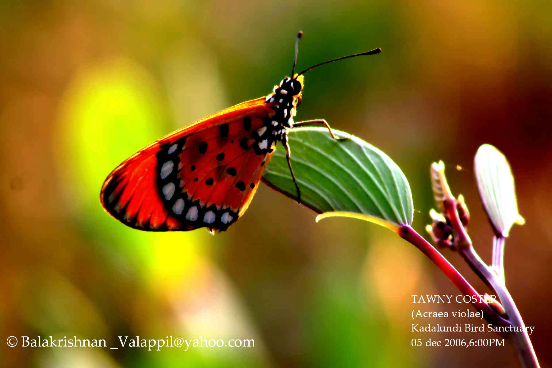 Image of Acraea terpsicore