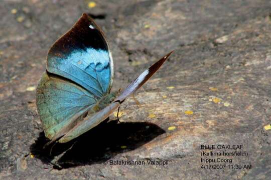 Image of Sahyadri blue oakleaf