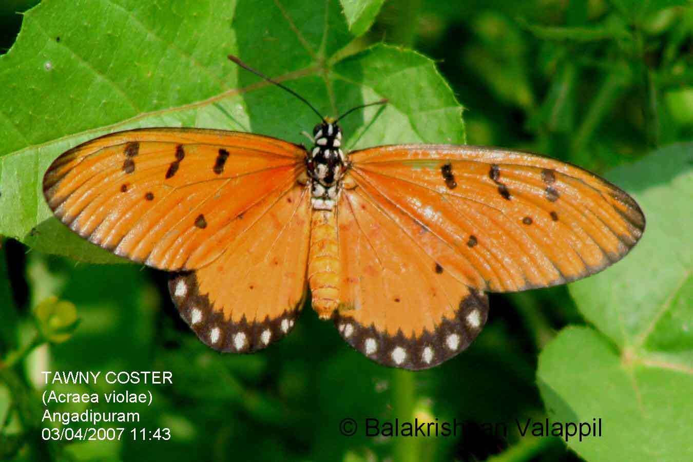 Image of Acraea terpsicore