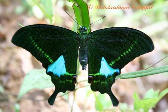 Image of Papilio paris Linnaeus 1758