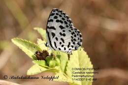 Image of Common Pierrot