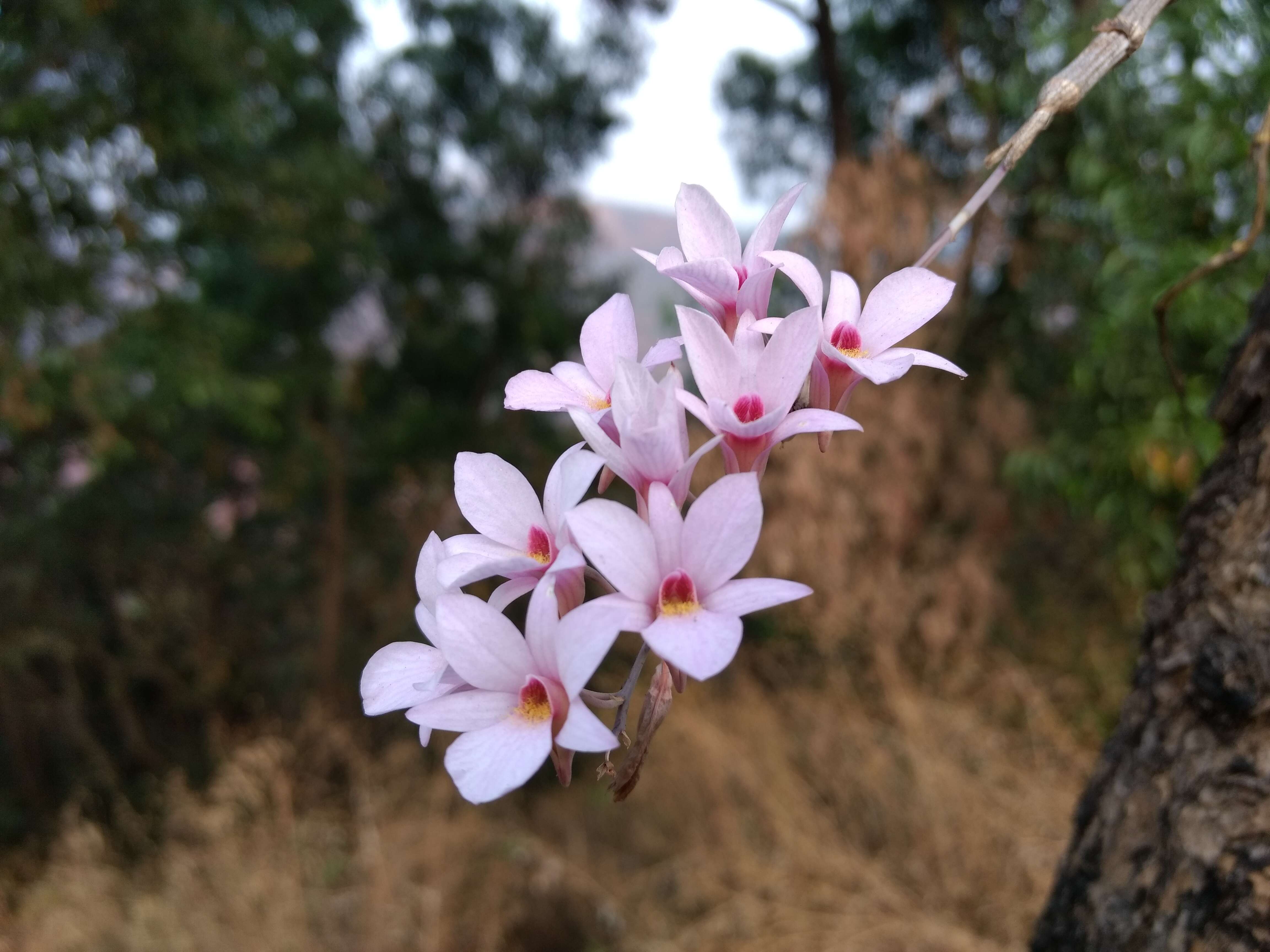 Plancia ëd Dendrobium barbatulum Lindl.