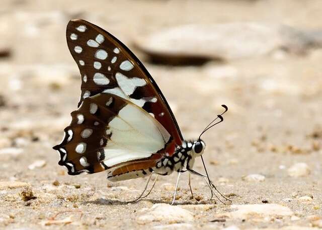 Image de Graphium angolanus (Goeze 1779)