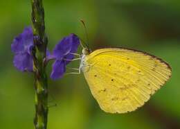 Image of Broad-bordered Grass Yellow