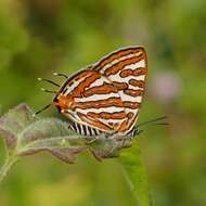 Слика од Cigaritis vulcanus