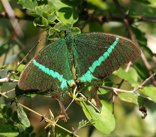 Image of Common Banded Peacock