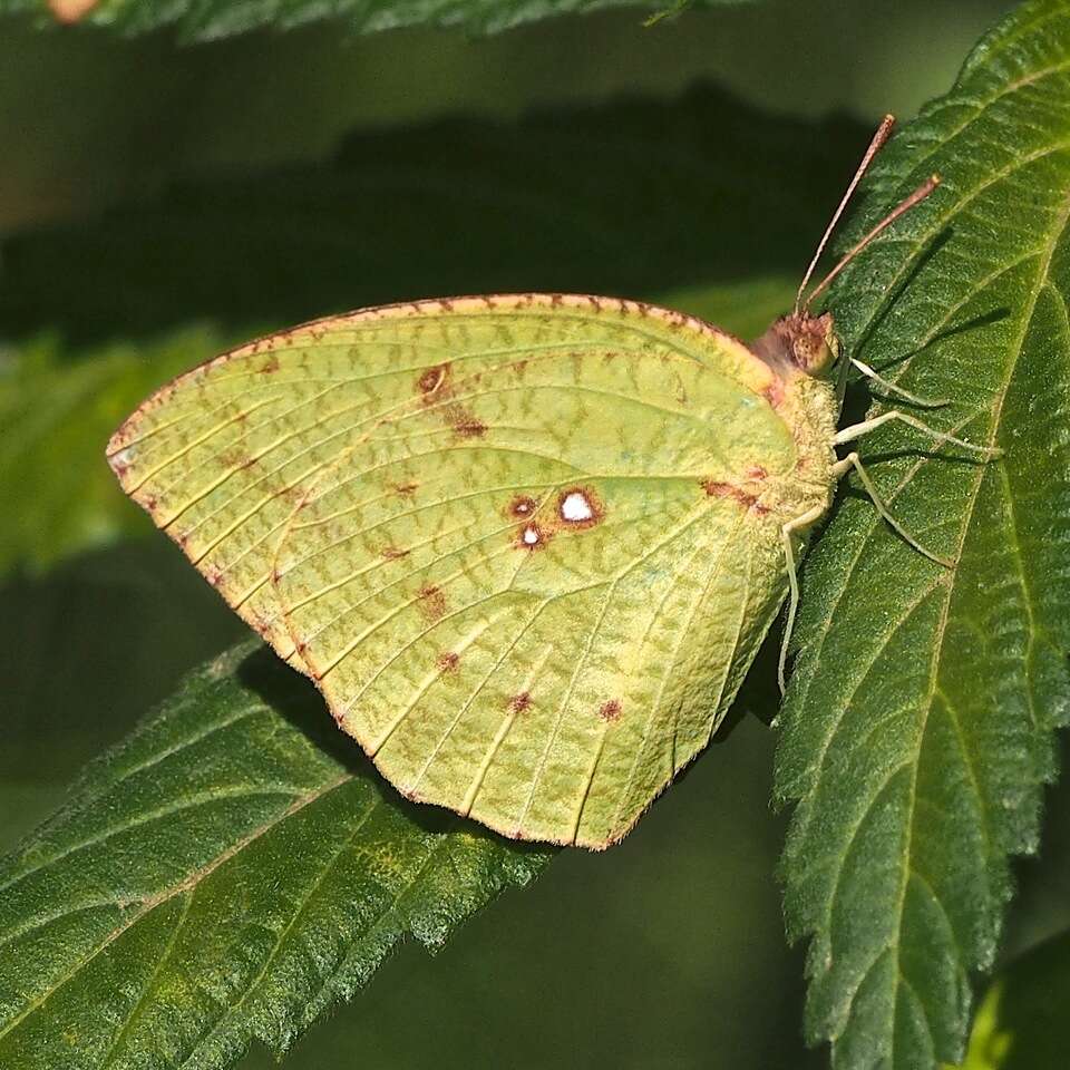 Image of Catopsilia pyranthe (Linnaeus 1758)