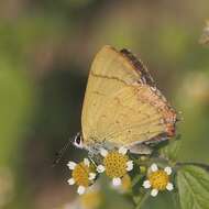 Image of Heliophorus androcles (Westwood (1852))