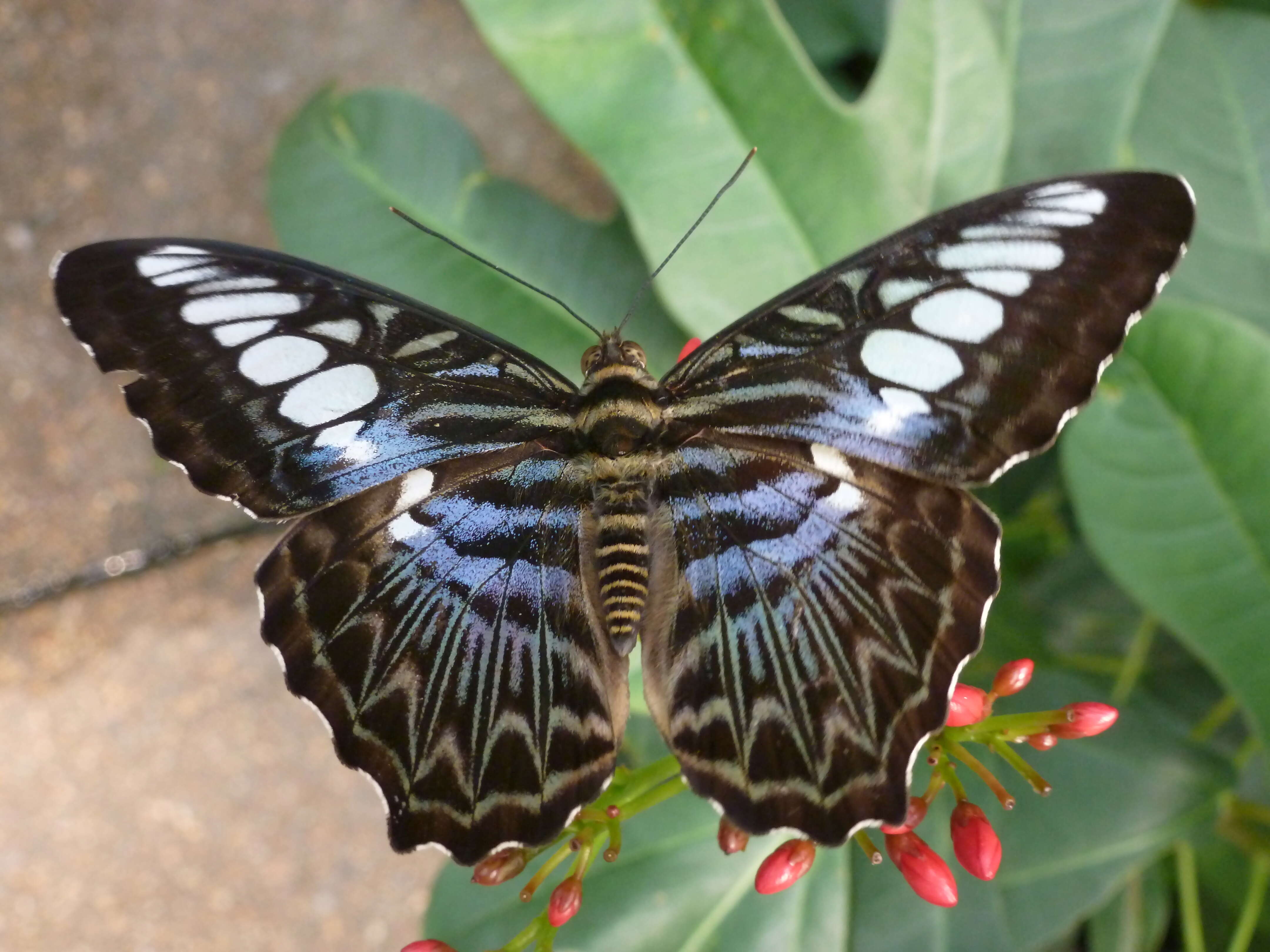 Imagem de Parthenos sylvia