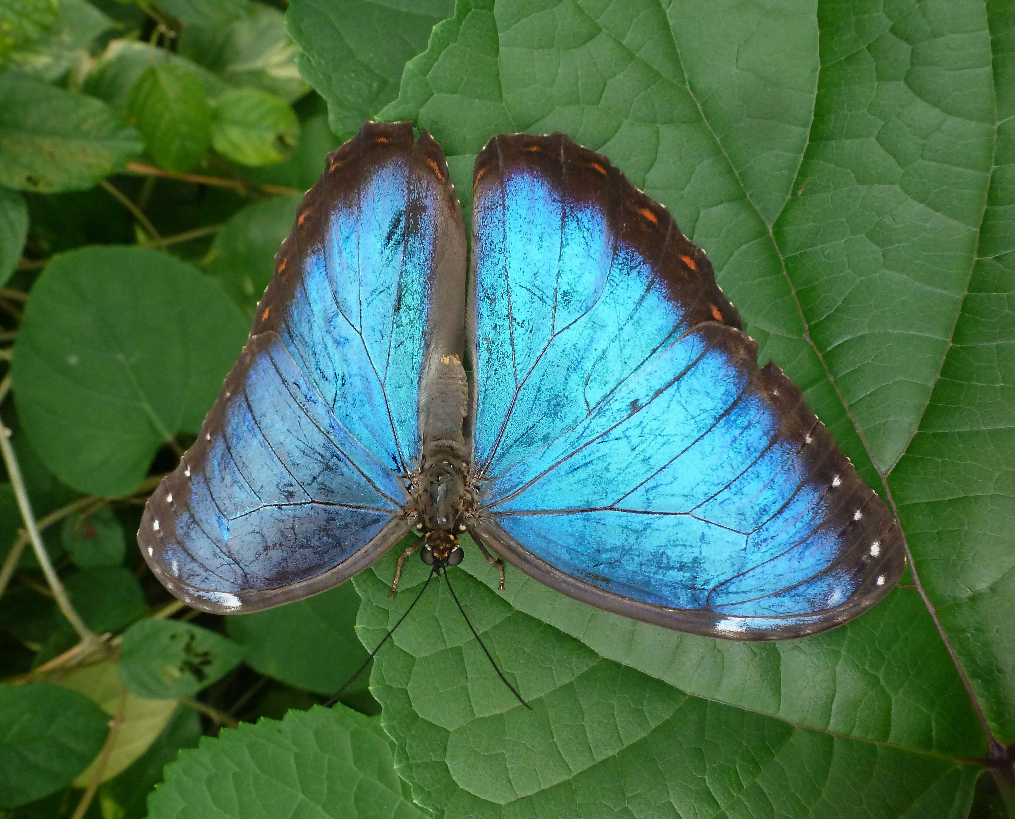 Plancia ëd Morpho peleides Kollar 1850