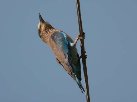 Image of Indian Roller