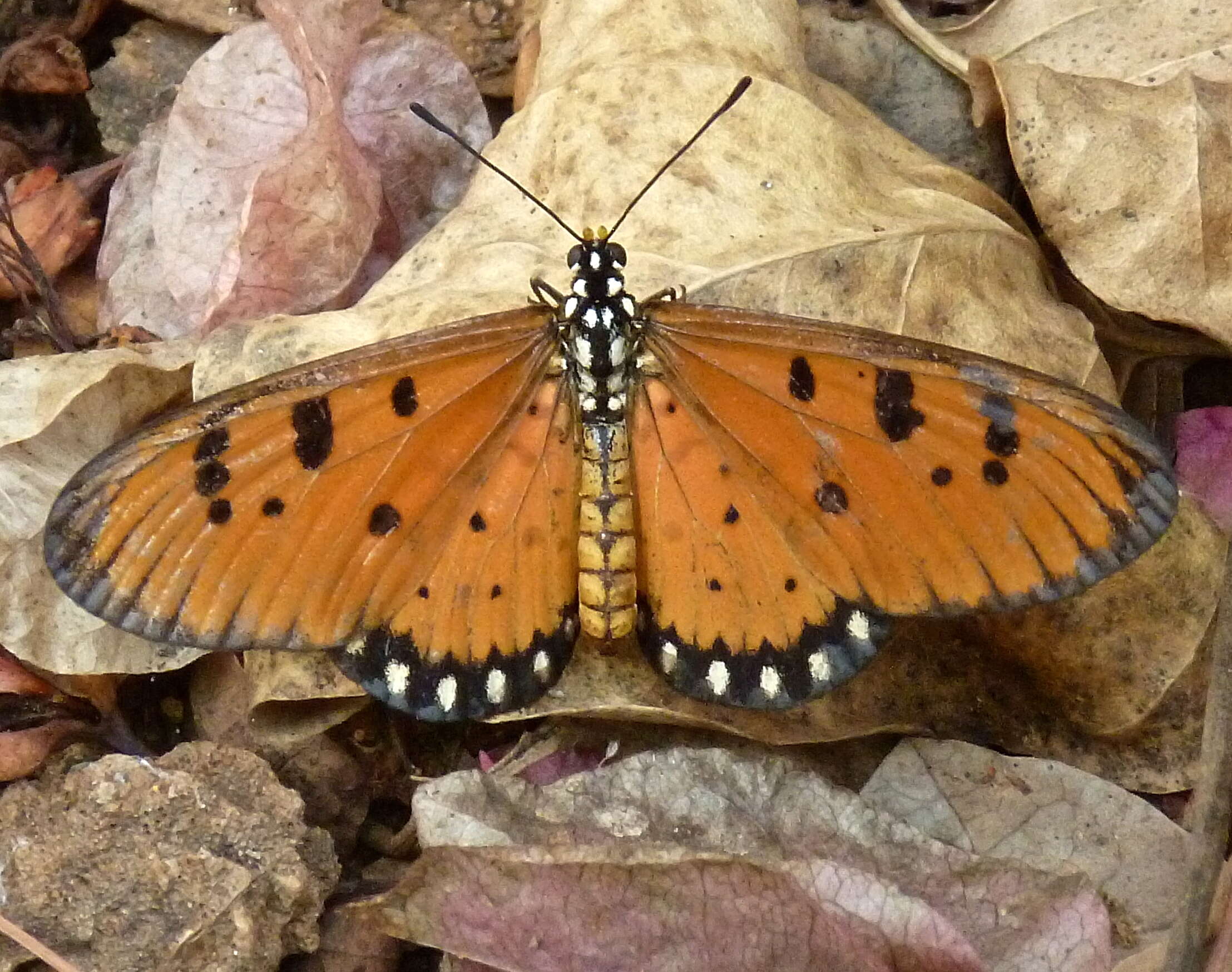 Image of Acraea terpsicore