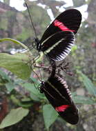 Image of Crimson Patched Longwing