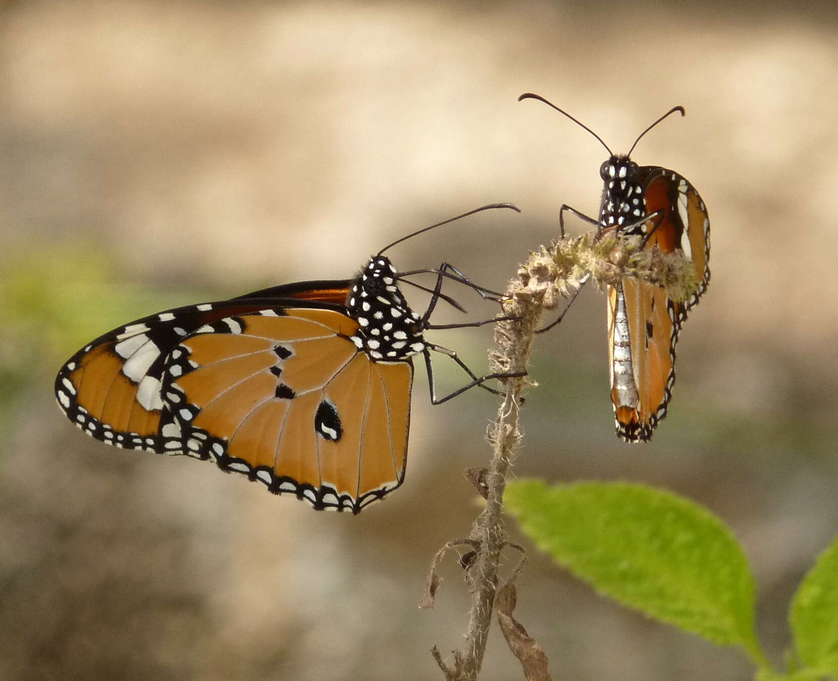 Image of Plain tiger