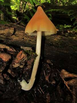 Image of Entoloma luteum Peck 1902