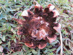 Image of Red-brown Earthstar