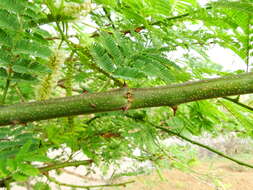 Image of Acacia chundra