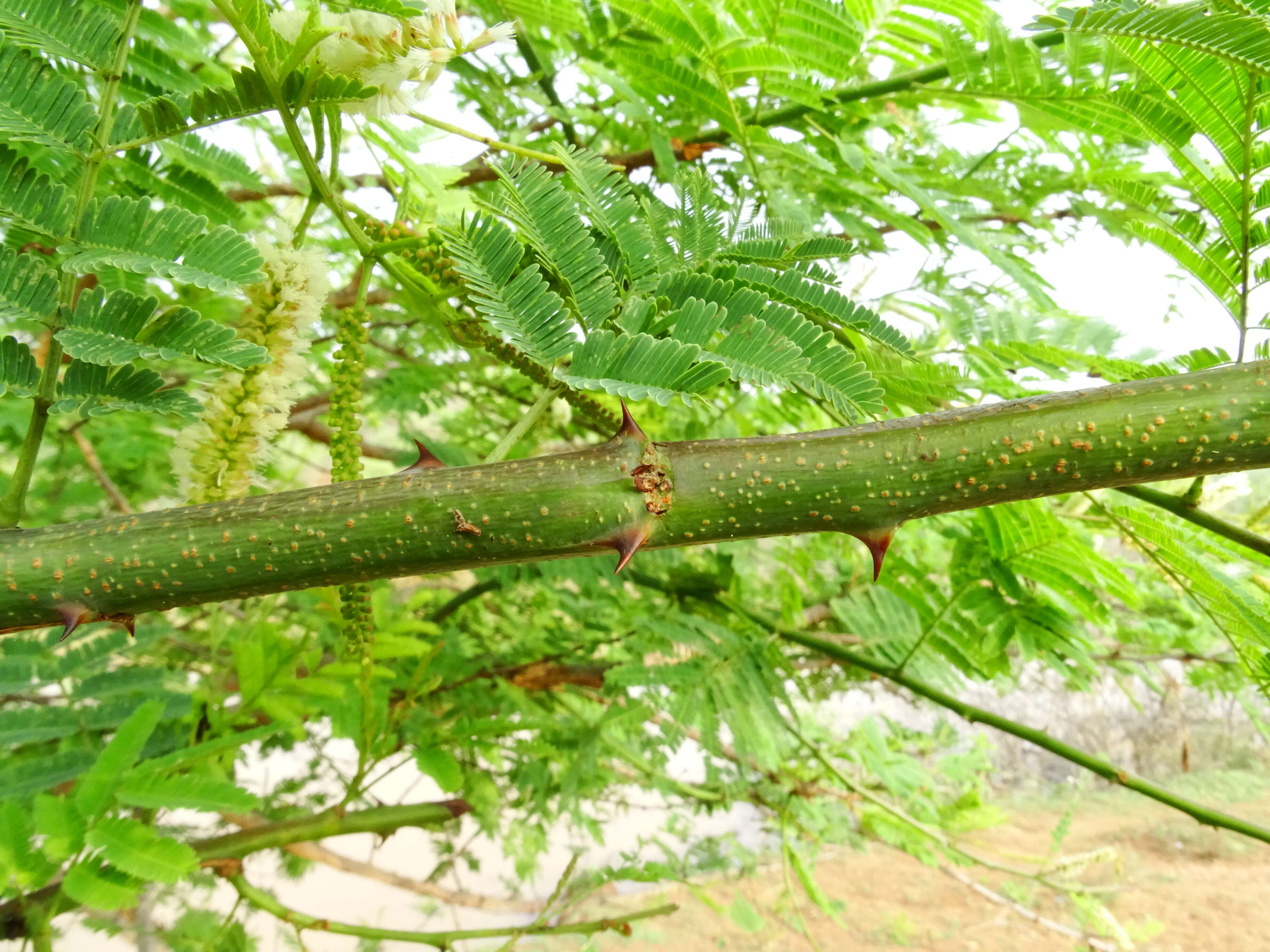 Image of Acacia chundra