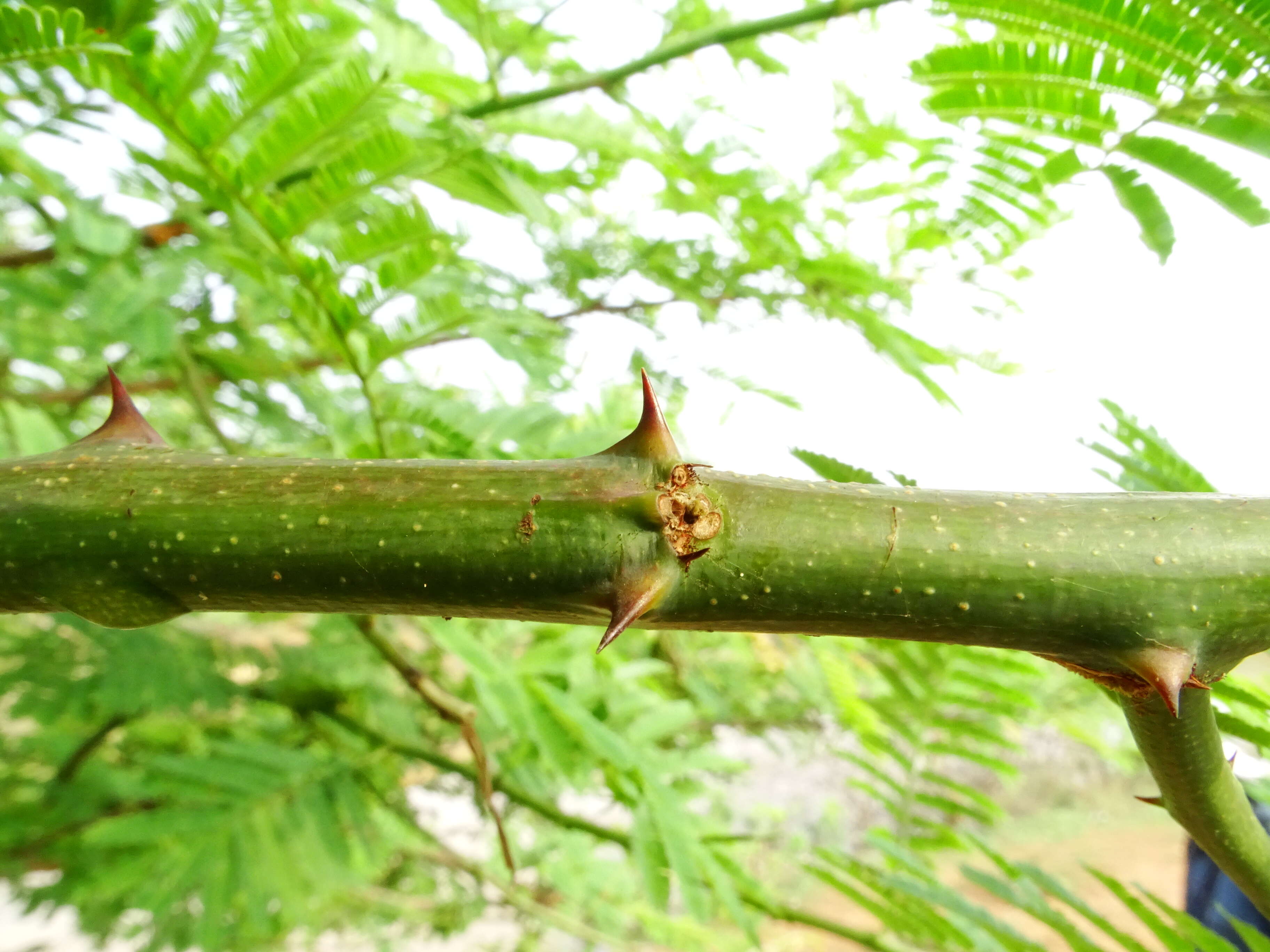 Image of Acacia chundra