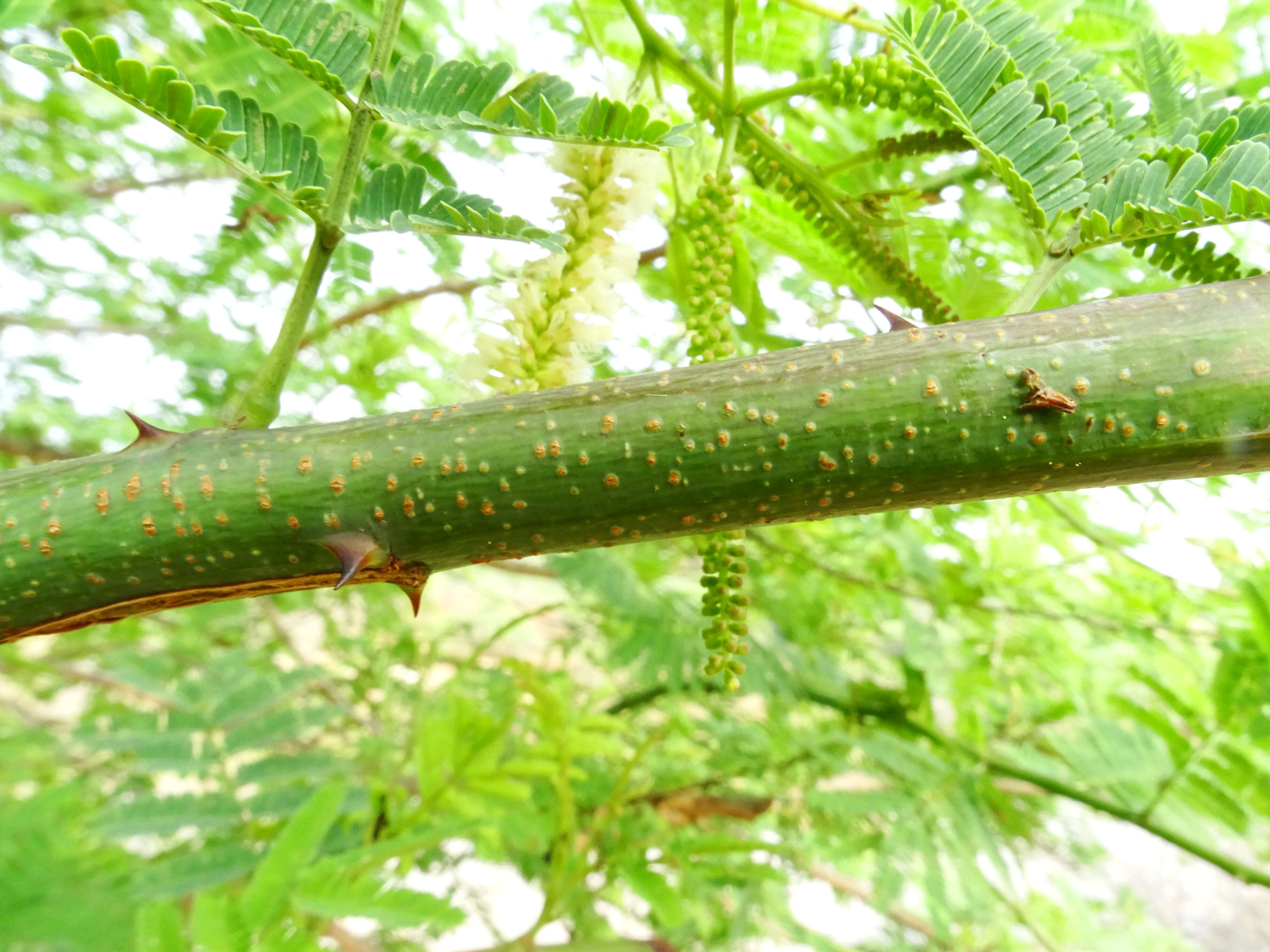 Image of Acacia chundra