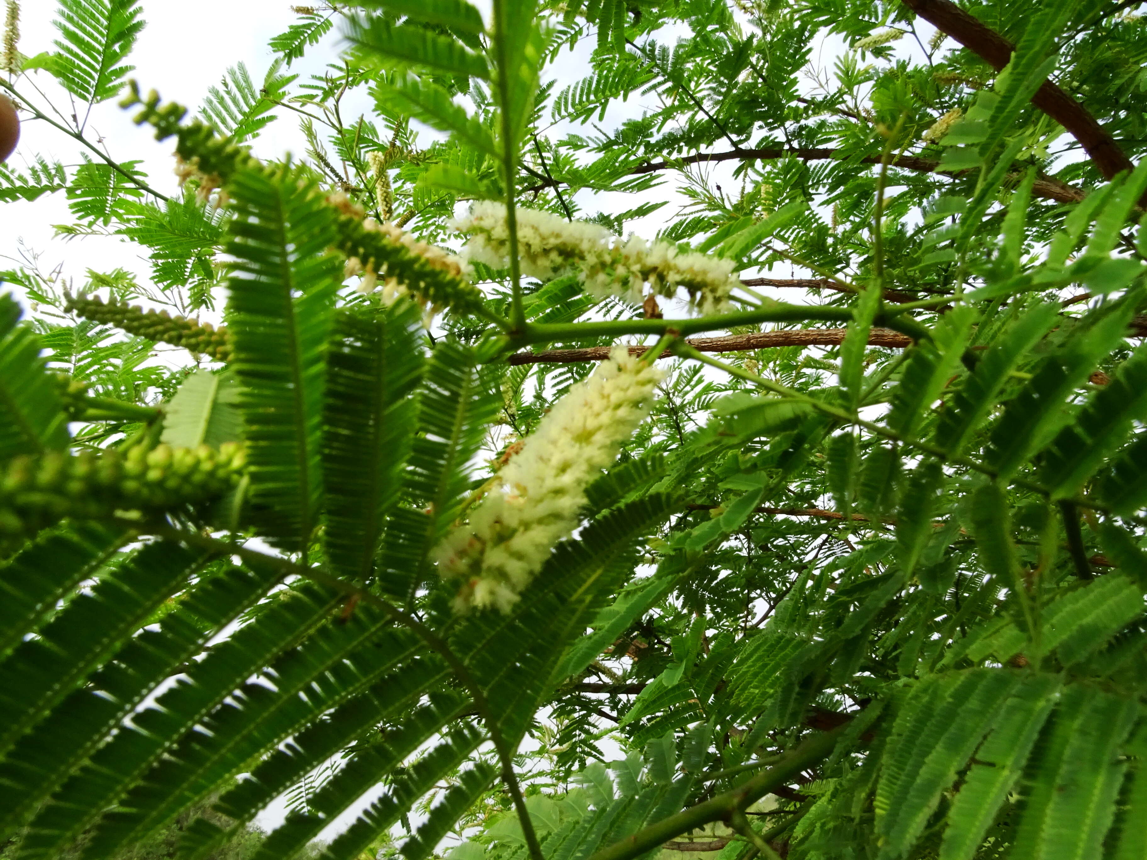 Image of Acacia chundra