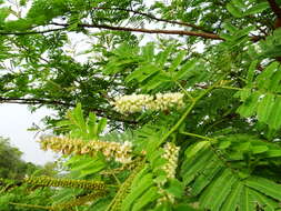 Image of Acacia chundra