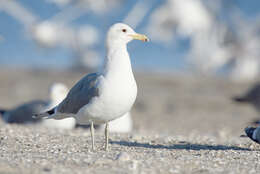 Image of California Gull