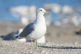 Image of California Gull