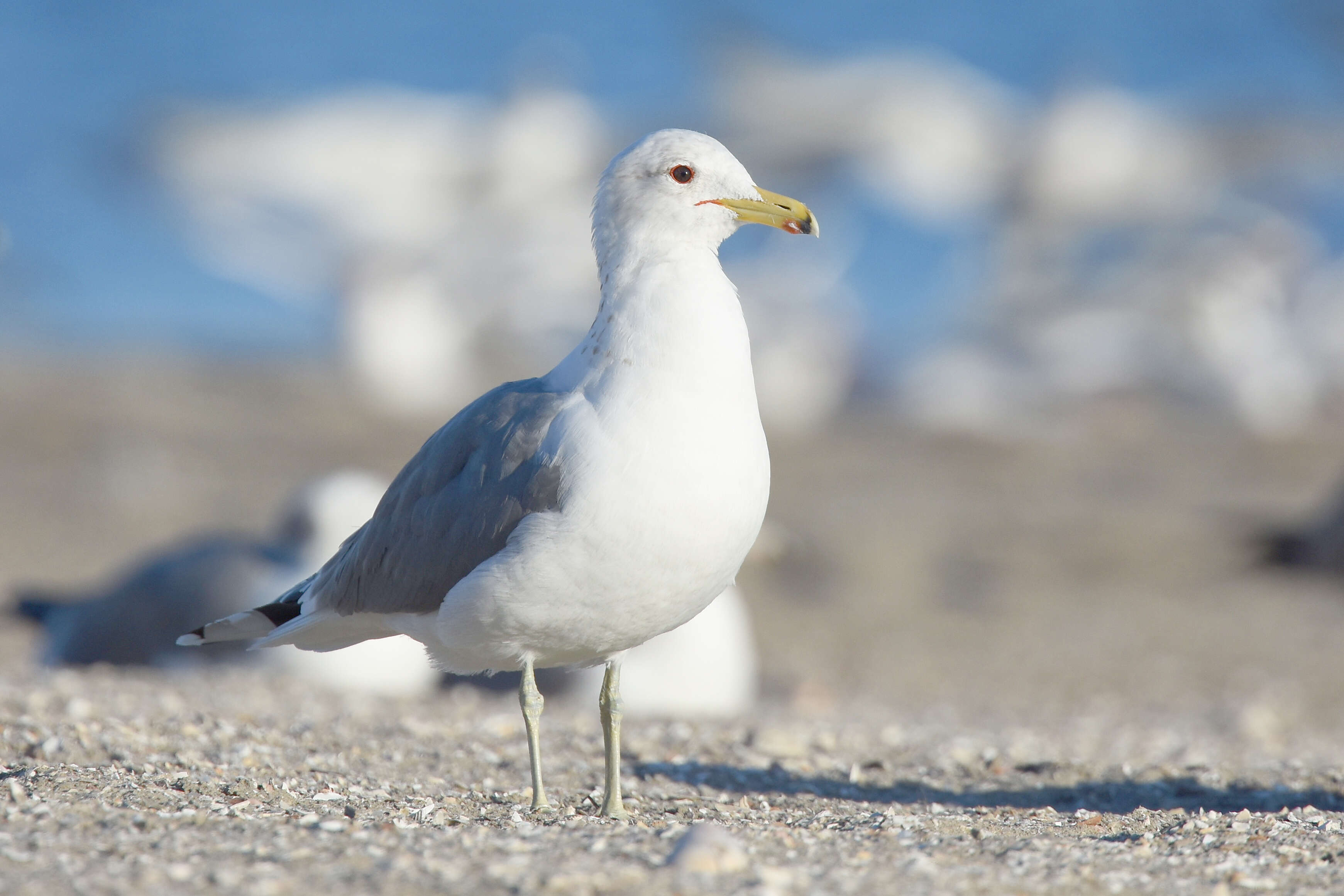 Image of California Gull