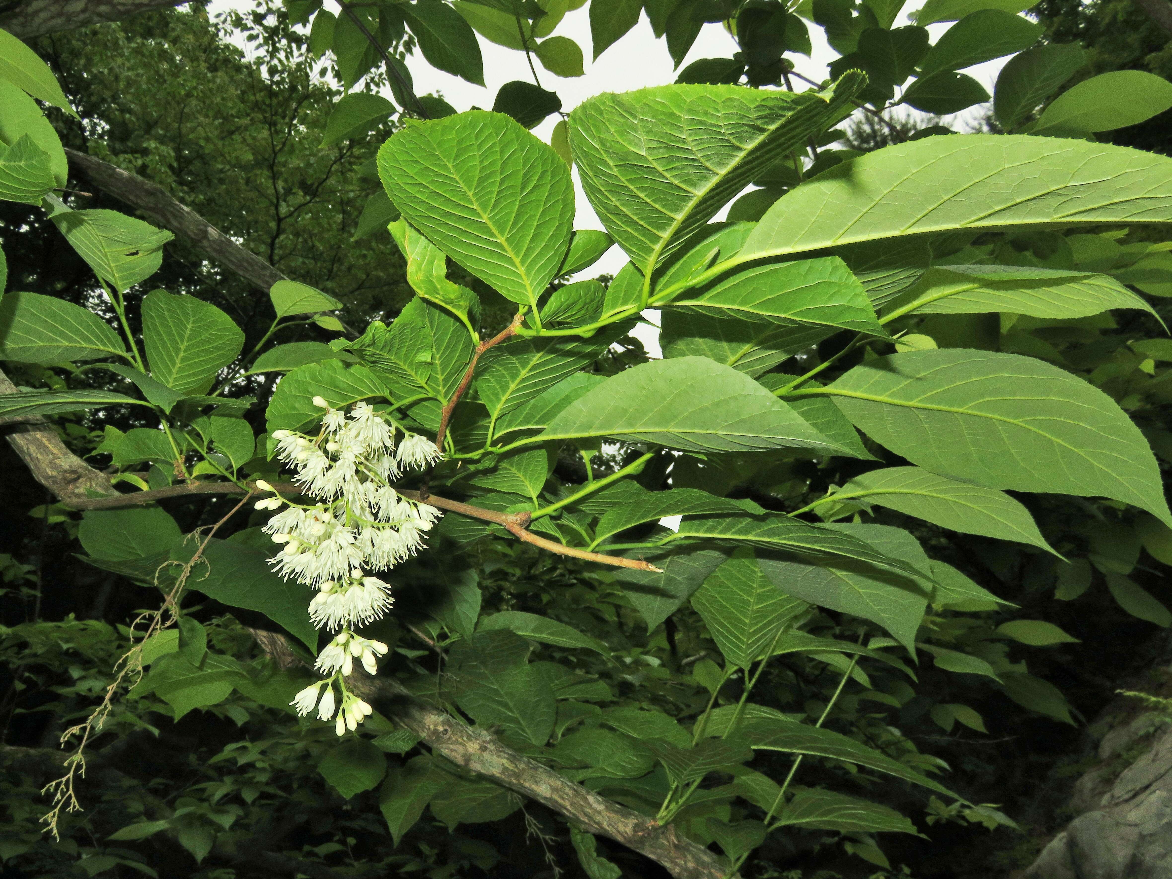 Image of Pterostyrax hispidus Sieb. & Zucc.