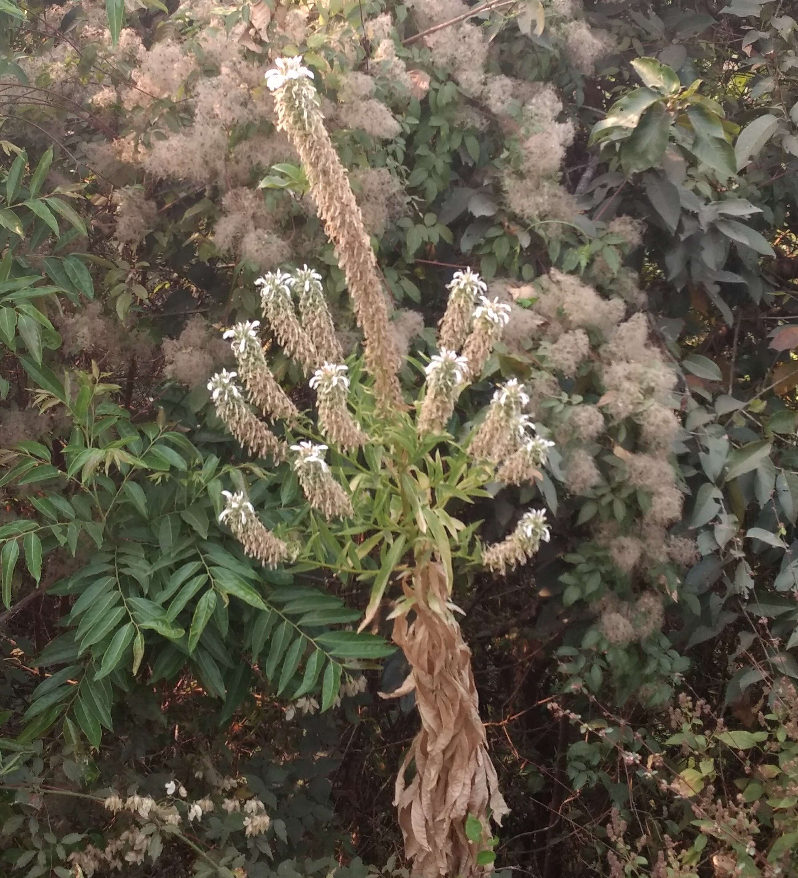 Image de Lobelia nicotianifolia Roth