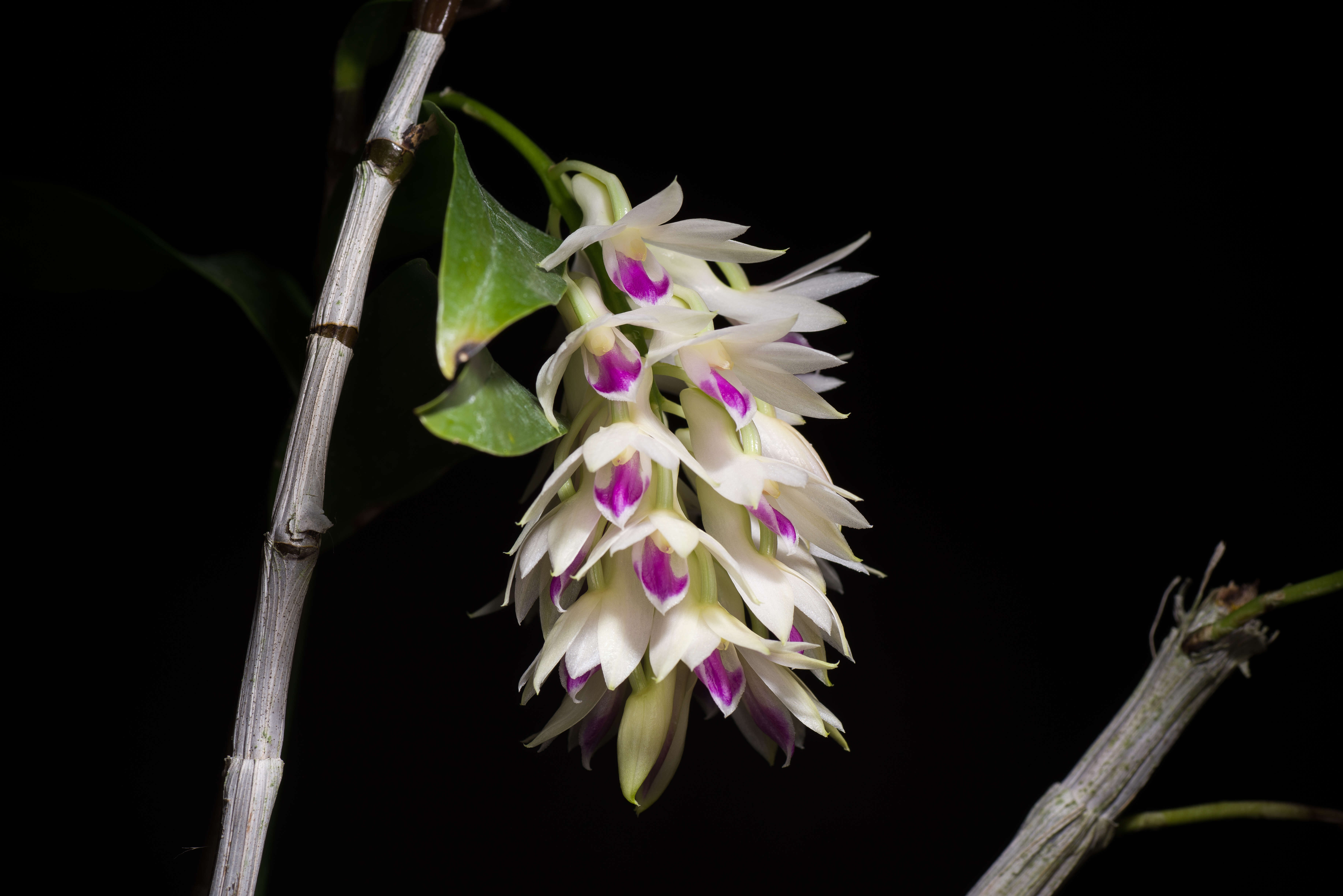 Imagem de Dendrobium amethystoglossum Rchb. fil.