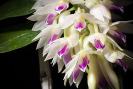 Imagem de Dendrobium amethystoglossum Rchb. fil.