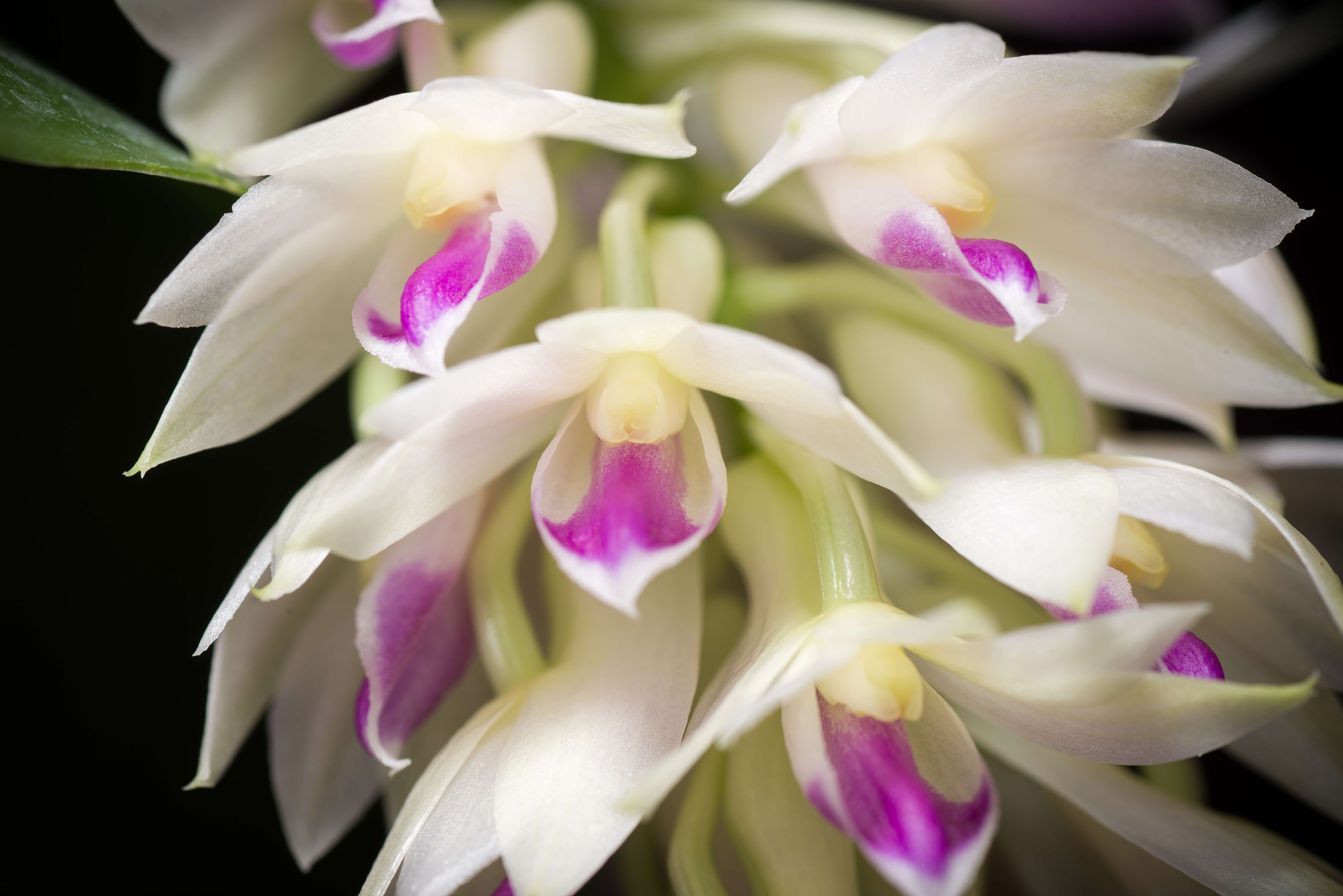 Imagem de Dendrobium amethystoglossum Rchb. fil.