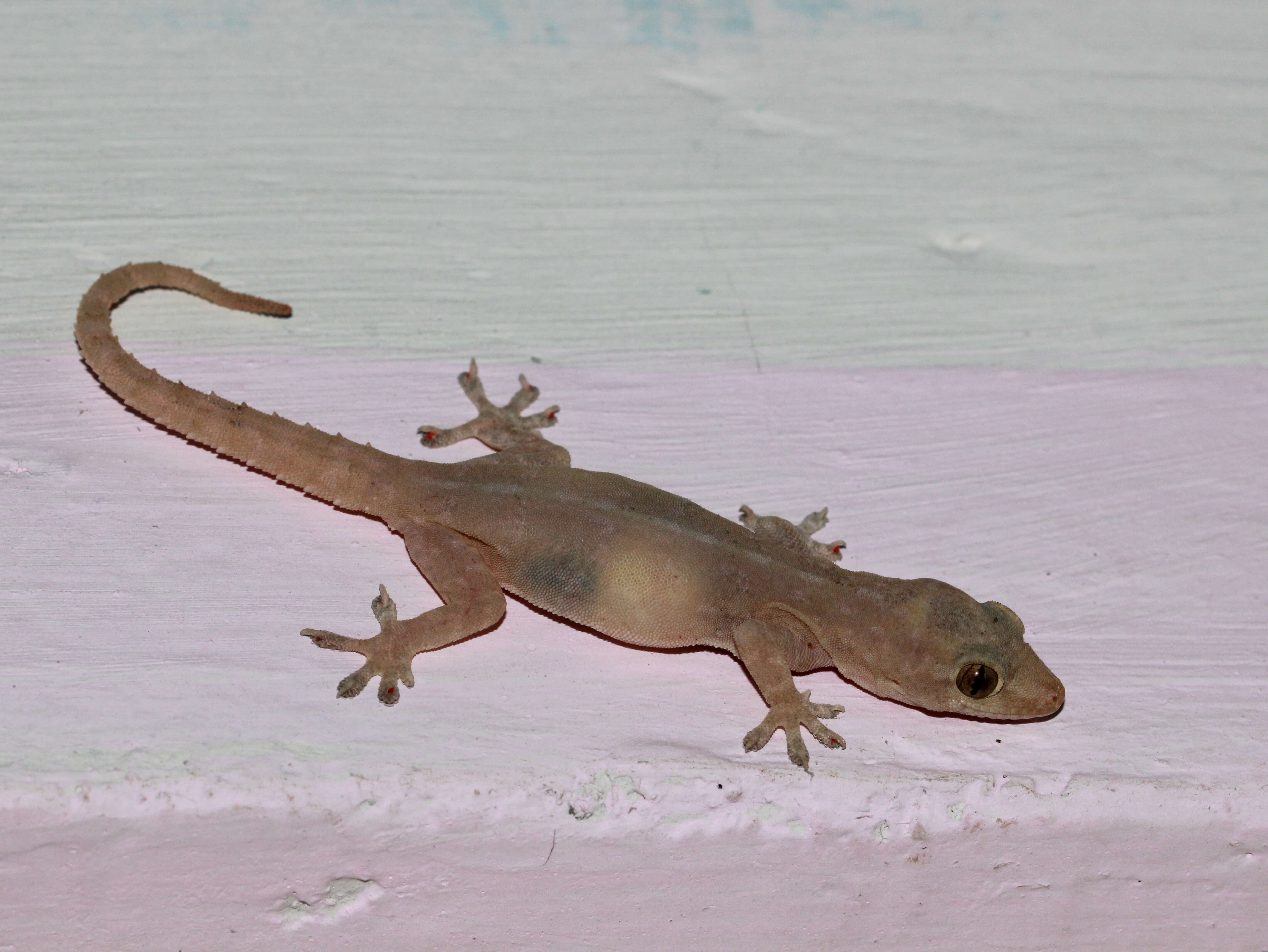 Image of Common House Gecko