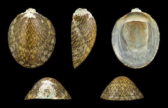 Image of Septaria porcellana (Linnaeus 1758)