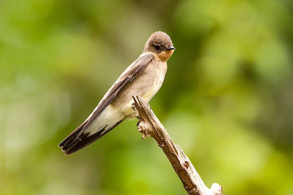 Image de Hirondelle à gorge rousse