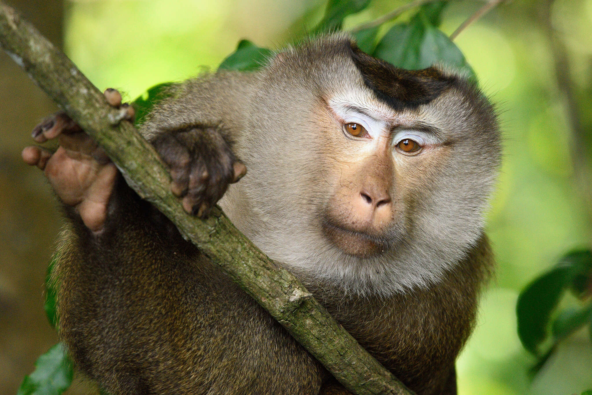 Image of Northern Pig-tailed Macaque