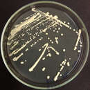 Image of Saccharomyces cerevisiae
