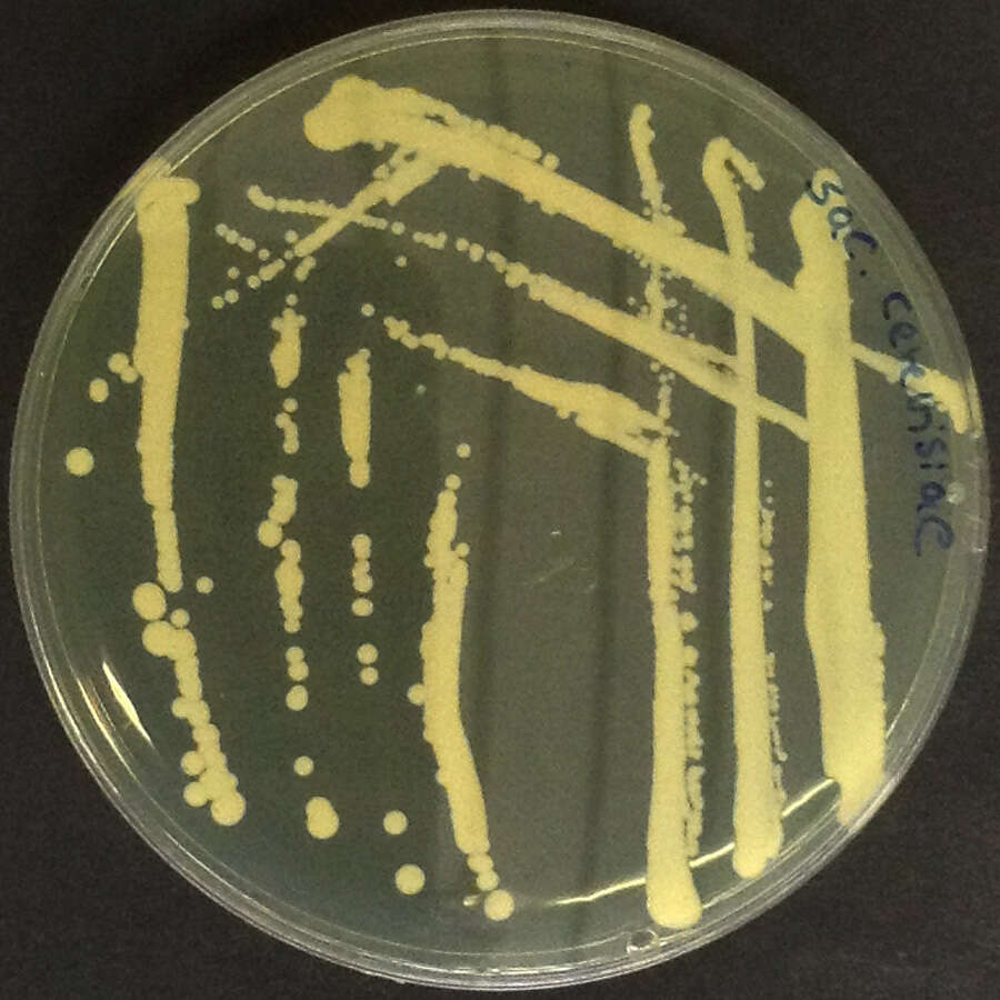 صورة Saccharomyces cerevisiae