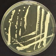 صورة Saccharomyces cerevisiae