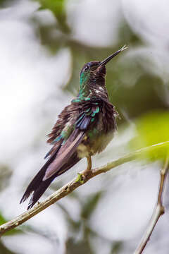 Image of Violet-capped Woodnymph